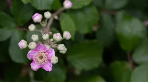 blackberry tea