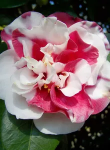 camellia_background